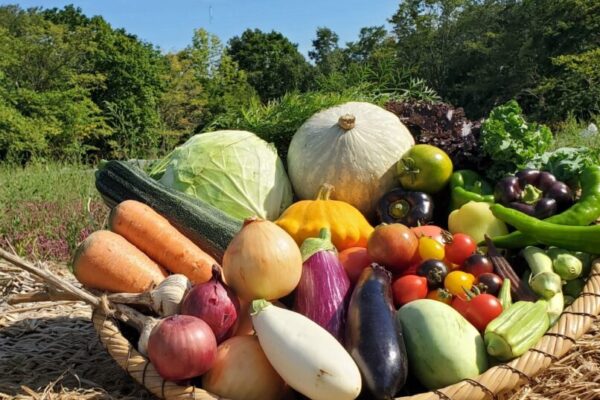 エゾリス便 Sサイズ　４～8種類