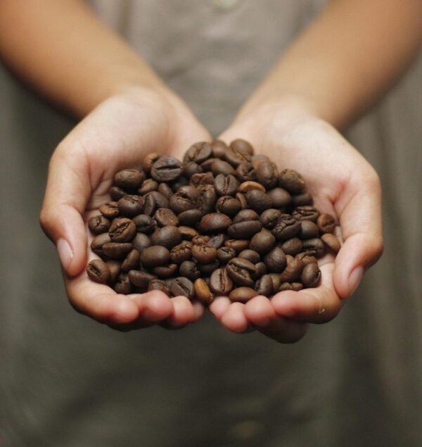 【数量限定】アラビカ珈琲 ～最古の原種豆～